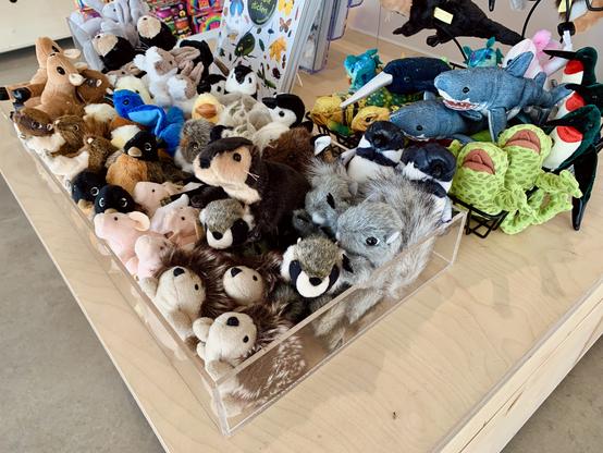 Small, semi-realistic stuffed animals sit cozily on one of the gallery shop's white-wood tables. There are hedgehogs, grey squirrels, raccoons, sharks, frogs, hummingbirds, chickadees, and mofe.