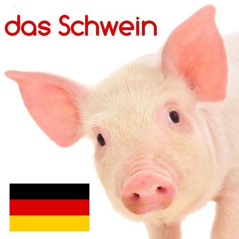 schwein