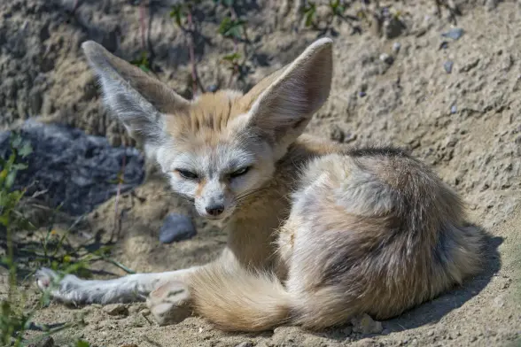 This fennec looks like they are going to murder you on the next possible occasion. Do not mess with the fen. Seems we caught them mid cleaning session.