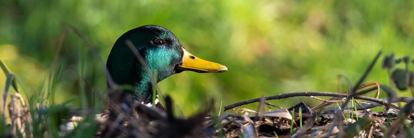 Low point of view photo of a mallard duck where it looks like its just a head coming out of the ground.