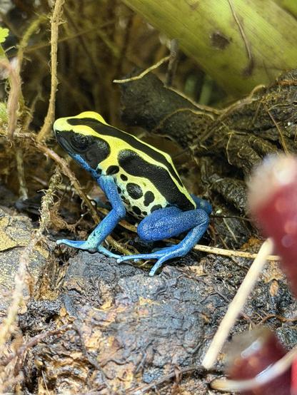Dendrobates tinctorius “Patricia” poison dart frog in a lush tropical vivarium