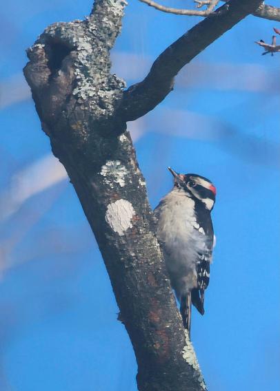 Downy woodpecker on a maple tree