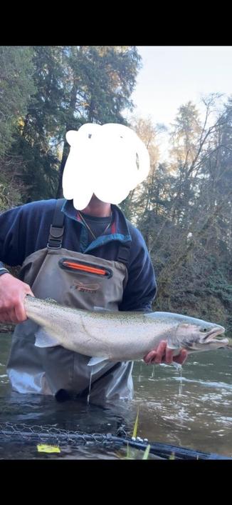 First Steelhead. I'll be riding this high for weeks