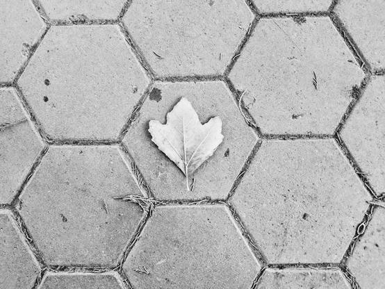 A top-down, black and white view captures a solitary yellow leaf resting on a surface of hexagonal paving stones. The leaf, which appears to be dried and has a lobed shape similar to a maple, sits almost perfectly centered within the geometric honeycomb pattern of the concrete pavers. Small bits of debris and dried grass line the dark crevices between the stones, adding texture to the scene. 7d1fa924-7425-4aed-bbfa-697cf97fea4c