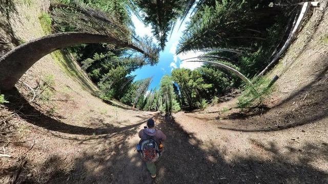 One of a series of summertime photos showing a person hiking through a dense evergreen forest in Oregon.