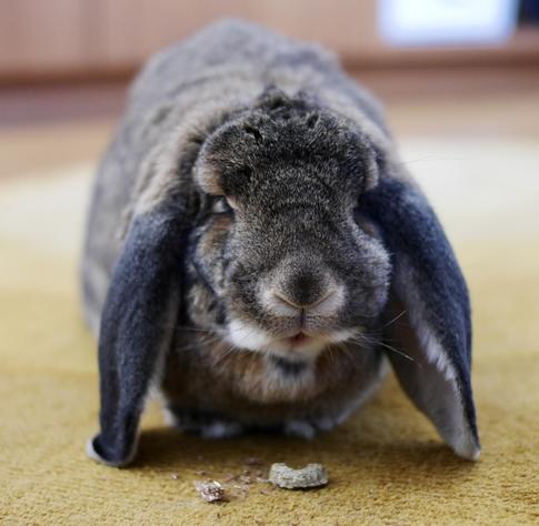 Close-up of Matilda the bunny, sitting on a yellow rug, eating a hay treat while facing the camera. Her mouth is visibly open.