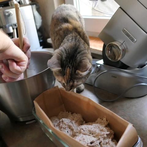 Katze Lilly steht aufrecht vor dem Küchenfensterplatz und beugt sich neugierig über eine Backform, in die gerade Brotteig gefüllt wird. Daneben steht eine große Schüssel mit Teigresten und eine Küchenmaschine. Lilly schaut konzentriert und interessiert auf das Geschehen.
