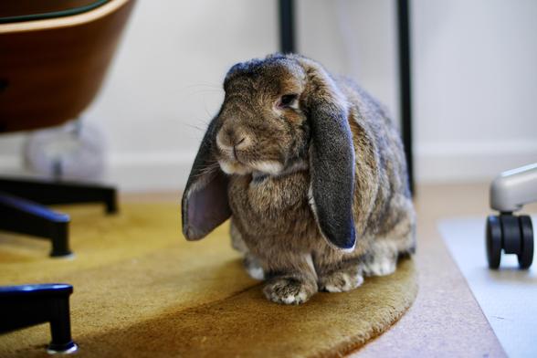 Matilda the bunny sitting on the edge of a yellow rug in my office. She is facing towards the camera, with her head turned slightly to the right so that we can see the left side of her head.