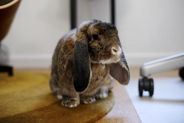 Matilda the bunny sitting on the edge of yellow rug in my office. Her head is turned slightly to the left so that we can see the right side of her head.