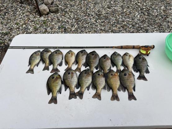 Small mess of panfish