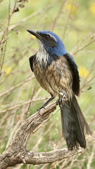 a large blue-and-white bird with searingly intelligent eyes perches on a branch
