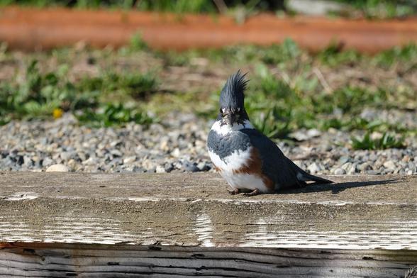 the kingfisher - a bird with beautiful blue grey plumage on top, a white breast with reddish brown detailing and a grey-blue "necklace", and a spiky hairdo - looks directly at the camera like its on the office