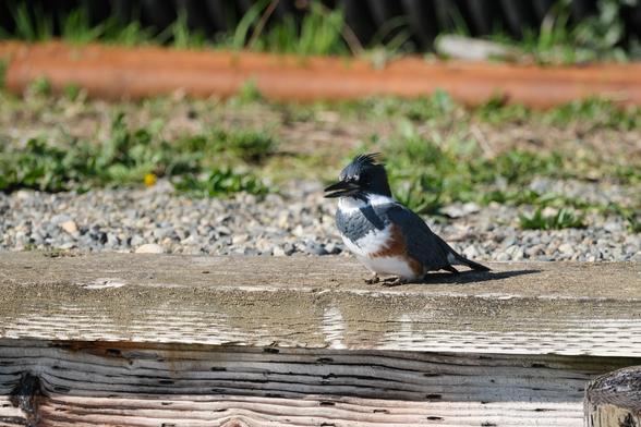 3/4 view with its beak open this time