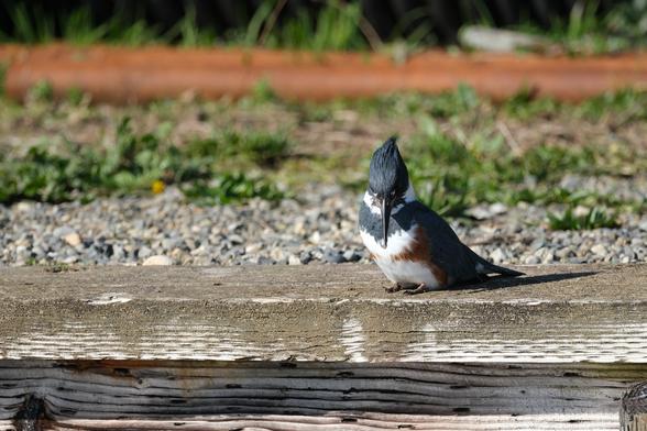 looking down again, this time with the top of its head right towards the camera. its spiky head feathers are gently pointed directly upwards