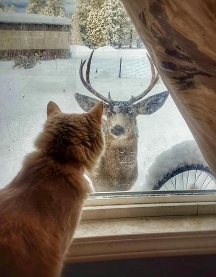 Een kat zit aan de binnenkant van het venster op de vensterbank en kijkt naar buiten naar een hert in een besneeuwd landschap. Het hert heeft geweien en staat dicht bij het raam, waardoor een leuke ontmoeting tussen de twee dieren ontstaat gescheiden door glas.
