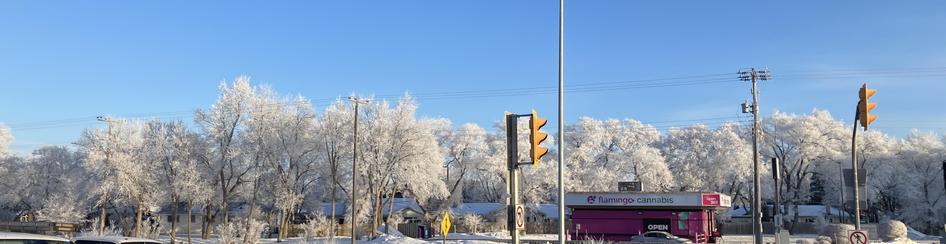 a long line of trees turned white with hoarfrost. they are contrasted against a bright blue sky behind them and a hot pink cannabis dispensary in front