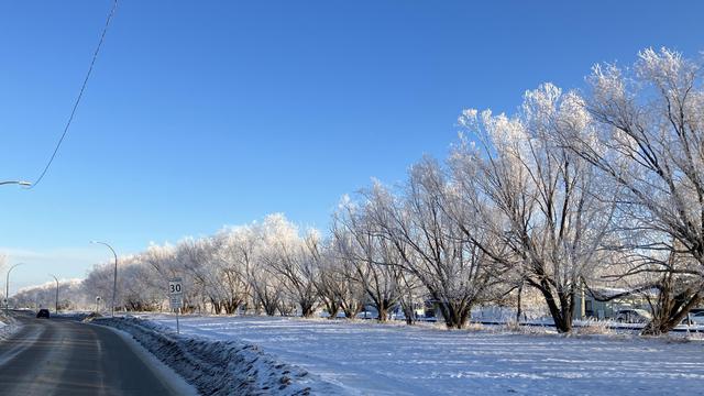 a long line of trees turned white by hoarfrost