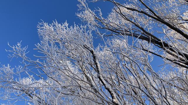 close up of tree branches covered in hoarfrost