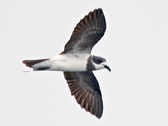 Ringed Storm-Petrel photographed by Mike Andersen