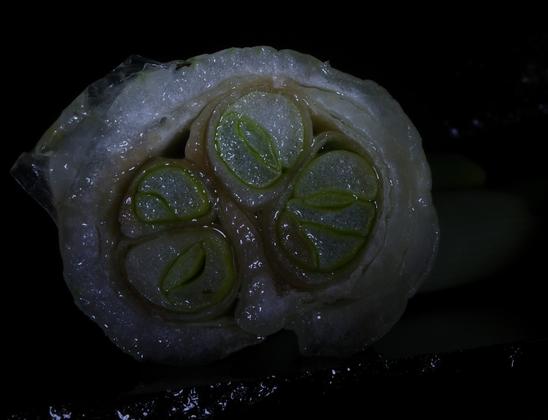 The same motif as in the quoted tweet, this time illuminated with white LED light, lies on the edge of a wet, black glass shard, the burr of which is partially visible and which lies on a similar shard.