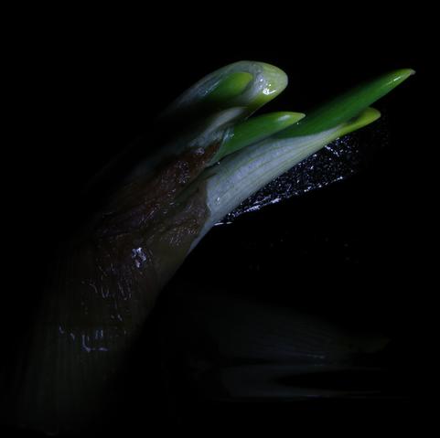 Here you can see the green onion shoots belonging to the cross-section. 
The lighting from the lower right makes a fine, transparent, wet membrane, protruding from one of the shoots, shimmer like a bee's wing. The onion piece with the shoots was also placed on a piece of black, wet glass and leaned against the edge of a rock, and is partially reflected in the image.