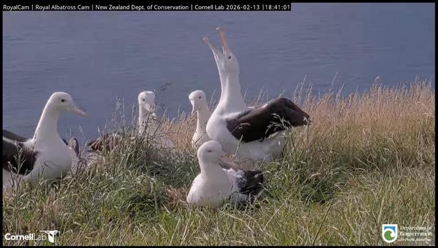 A group of albatrosses gather around a nesting adult