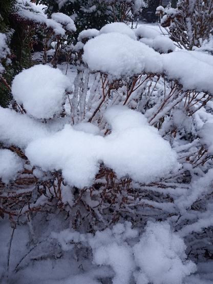 Schneebedeckte Pflanze