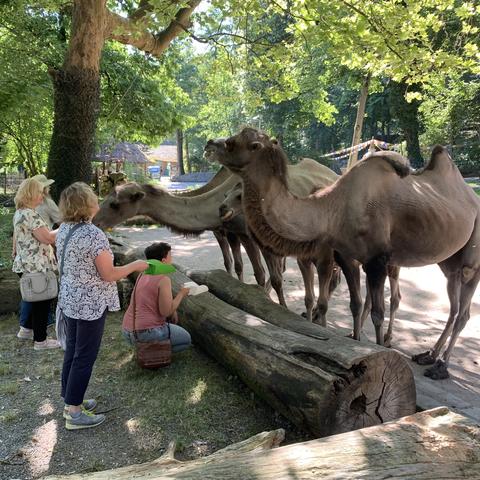 Vier Trampeltiere stehen an einer niedrigen Barriere (liegenden Baumstamm) und freuen sich auf Futter aus Plastik-Schaufeln, gehalten von vier VHS-Mitarbeiterinnen.
Im Hintergrund Bäume und weitere Tiergarten-Gebäude