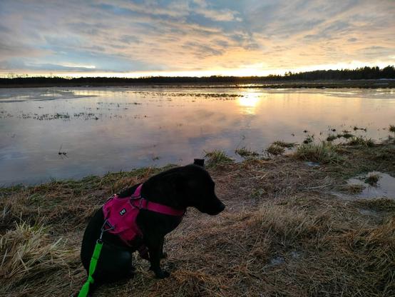 Photo of Zelda the dog looking sad in her pink harness. Behind her the setting sun shines in through a gap between the clouds and the distant treeline reflecting of the water in a flooded field.