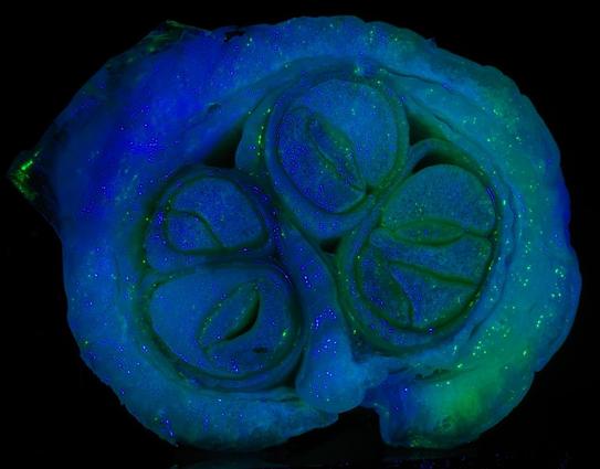 cross-section of the small end of a yellow onion, illuminated at night with blue and green spectral light.