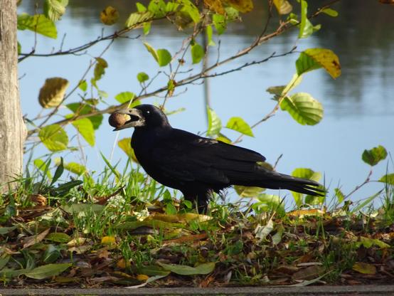 Ein schwarzer Vogel mit einem braunen Nütterchen im Schnabel steht auf grünem Gras neben einem Baum und einem Gewässer.