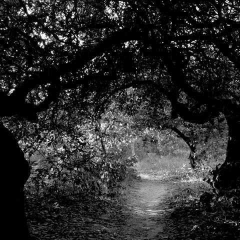A late afternoon in Casamance, the trail crosses cashew trees