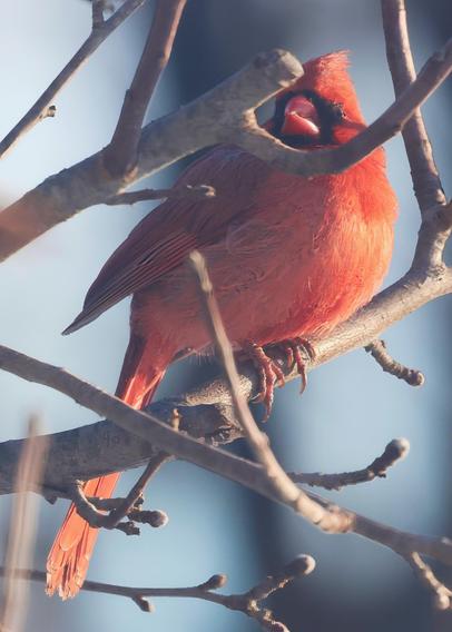 Male cardinal in an apple tree at golden hour