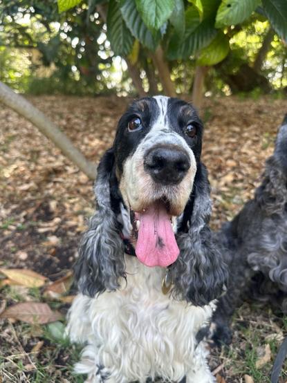 A tri-colored English Cocker Spaniel, sitting outside under a tree, smiling at the camera.