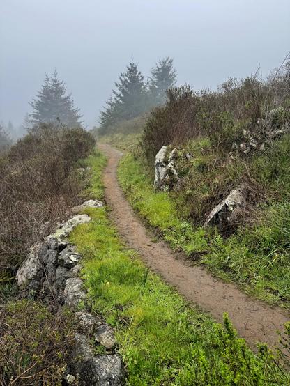 a dirt path leads up a gentle hill, among craggy rocks and grasses and low manzanita bushes. up ahead are conifers outlined in the fog