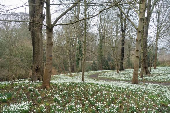Colour photograph of a gravelly path twisting through a woodland scene. The ground is covered in white snowdrop flowers.
