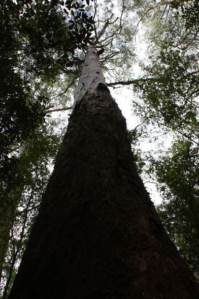 Standing at the base of a massive tree looking up towards the top. The lower portion is dark with some bark texture barely visible, but further up, light gray bark covers the tree trunk. The leaves of this and surrounding trees are dark, almost black, while those near the top are a lighter green due to exposure to the sun. Rainforest in the Otways along the Great Ocean Road in Australia.