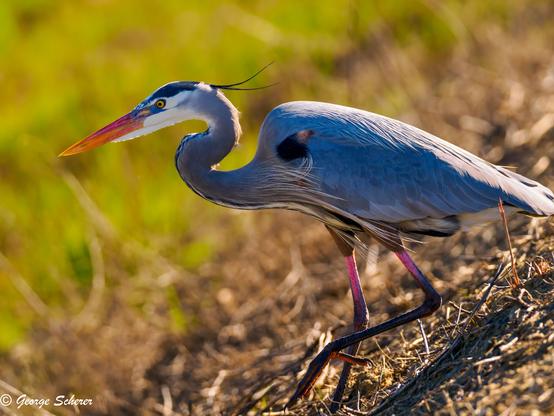 Close-up of a Great Blue Heron, walking carefully down a slope.  The background is out of focus green grass.  The bird is looking intently to the left of the image, as if it's searching for something.