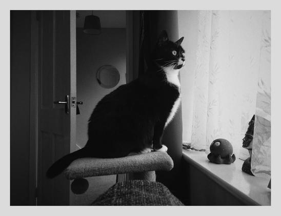 A tuxedo cat on her cat tower looking out the living room window.
