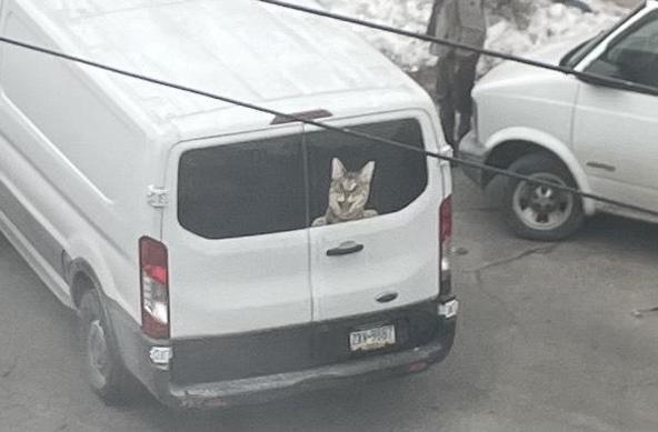 a photo of a work van with a decal of a yelling cat on the back window.