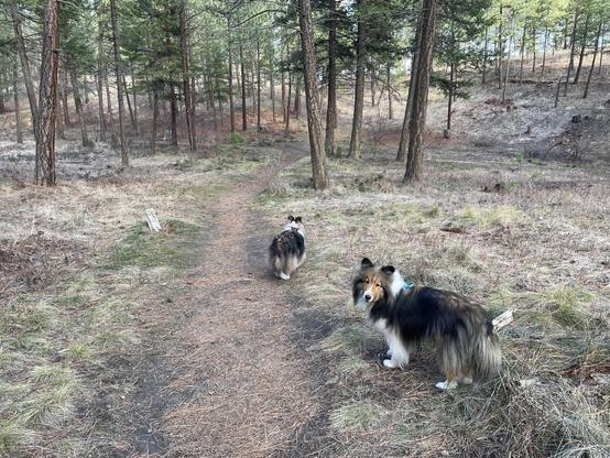 Lewis the Sheltie checks in to make sure I am still with them on a walk through the woods.
