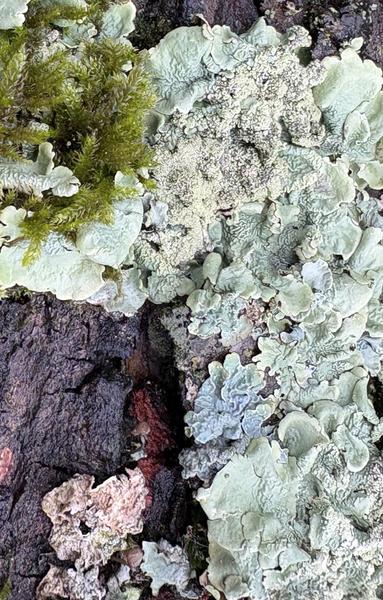 Eine Nahaufnahme der Flechte Flavoparmelia caperata und kleinen grünen Mooses, das auf einer Baumrindenoberfläche wächst. Die Farben reichen von grünlichen Schattierungen bis hin zu Dunkelbraun und Hellgrau.

A close-up of the lichen Flavoparmelia caperata  and small green moss growing on a tree bark surface. The colors range from greenish shades to dark brown and light gray.