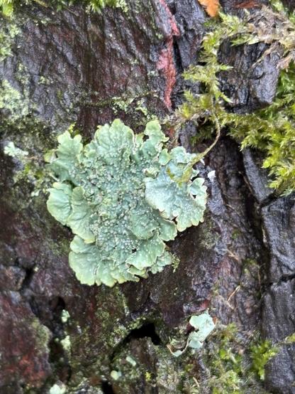 Ein Bild einer Punctelia subrudecta, die auf der dunklen Rinde eines Baumes wächst, umgeben von Moosflecken und einer strukturierten Baumoberfläche.

An image of a Punctelia subrudecta  growing on the dark bark of a tree, surrounded by patches of moss and textured tree surface.