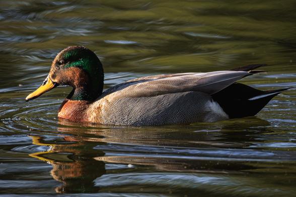 A photo of an apparent gadwall x mallard hybrid duck (Mareca strepera x Anas platyrhynchos). It is a male duck the general size and shape of a mallard with much of the same coloring, but has the delicate gray patterned plumage of the gadwell on its wings and lower body, and iridescent reddish-brown patches on its cheeks and forehead along with iridescent green behind its eyes and on the back of its head. It has a yellow, mallard-like bill. It's floating on sunlit water facing toward the left of frame with sparkling water droplets on its face and chest.