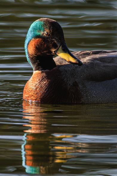 A photo of the head and chest of an apparent gadwall x mallard hybrid duck (Mareca strepera x Anas platyrhynchos). It is a male duck the general size and shape of a mallard with much of the same coloring, but has the delicate gray patterned plumage of the gadwell on its wings and lower body, and iridescent reddish-brown patches on its cheeks and forehead along with deep iridescent green behind its eyes and on the back of its head. It has a yellow, mallard-like bill. It's floating on sunlit water with its head turned toward the right, and is mostly back-lit.