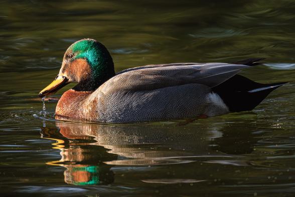 A photo of an apparent gadwall x mallard hybrid duck (Mareca strepera x Anas platyrhynchos). It is a male duck the general size and shape of a mallard with much of the same coloring, but has the delicate gray patterned plumage of the gadwell on its wings and lower body, and iridescent reddish-brown patches on its cheeks and forehead along with iridescent green behind its eyes and on the back of its head. It has a yellow, mallard-like bill. It's floating on sunlit water facing toward the left of frame with water dripping from its bill.