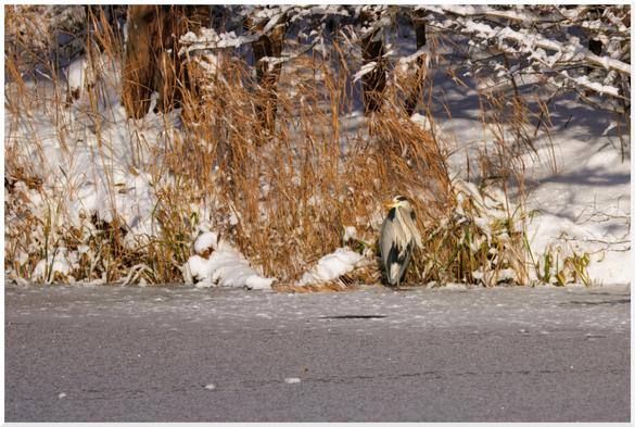 Ein Graureiher steht auf einem Bein auf einem zugefrorenen See in Ufernähe.
Hinter dem Vogel Schilf und der schneebedeckte Uferhang mit Baumstämmen und Ästen.