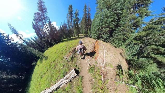 One of a series of summertime photos showing a person hiking through a dense evergreen forest in Oregon.