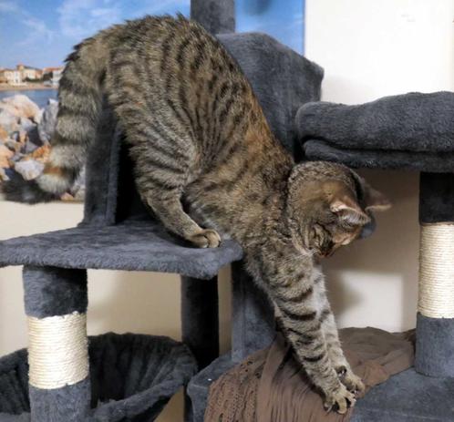 Lilly klettert geschmeidig auf ihrem mehrstöckigen Katzenbaum von einer oberen auf eine darunterliegende Plattform. Ihre Vorderpfoten sind weit nach unten ausgestreckt, die Krallen sichtbar, während die Hinterpfoten noch auf der oberen Ebene stehen. Ihr Rücken ist gespannt, der Katzenhintern erhoben – eine elegante Dehn- und Kletterbewegung voller Spannung und Anmut.