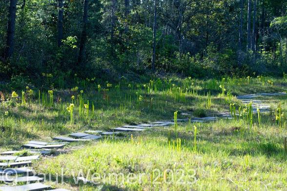 a path through venus fly traps and pitcher plants, in the only part of the world they grow naturally